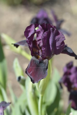 Téléchargez les photos : Standard Barbe naine Iris Kalicis Fleur noire - Nom latin - Iris Kalicis Noir - en image libre de droit