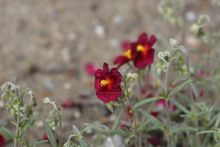 Photo for Rockrose Red Orient flowers - Latin name - Helianthemum nummularium Red Orient - Royalty Free Image