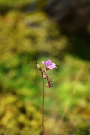 Photo for Nestle-leafed Sundew flower buds - Latin name - Drosera nidiformis - Royalty Free Image