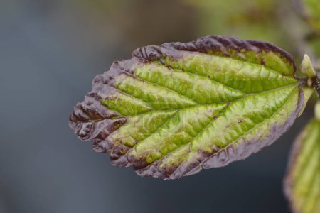 Photo for Parottia Persian Spire leaf - Latin name - Parrotia persica Persian Spire - Royalty Free Image