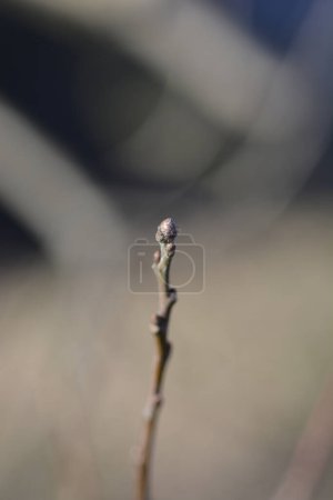 Téléchargez les photos : Branche de chêne anglais avec bourgeon - Nom latin - Quercus robur Fastigiata - en image libre de droit