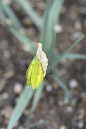 Photo for Double Daffodil Rip van Winkle flower bud - Latin name - Narcissus Rip van Winkle - Royalty Free Image