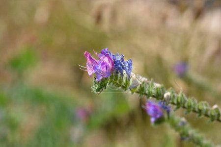 Photo for Vipers bugloss flowers - Latin name - Echium vulgare - Royalty Free Image