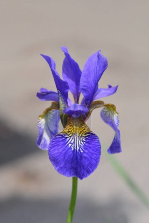 Photo for Dwarf iris flower - Latin name - Iris pumila - Royalty Free Image