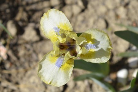 Téléchargez les photos : Standard barbu nain Iris Dixie Pixie fleur - Nom latin - Iris Dixie Pixie - en image libre de droit