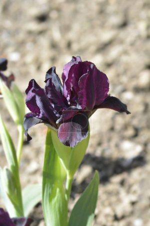 Téléchargez les photos : Standard Barbe naine Iris Kalicis Fleur noire - Nom latin - Iris Kalicis Noir - en image libre de droit