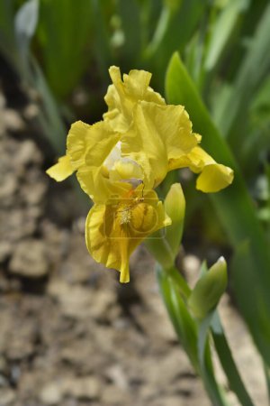 Téléchargez les photos : Lapins barbus standard Iris Fleur de pied - Nom latin - Iris Rabbits Foot - en image libre de droit