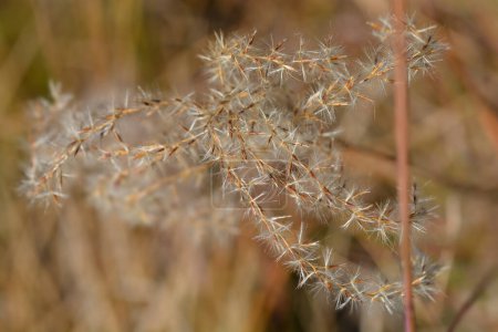 Téléchargez les photos : Herbe argentée chinoise graines d'Adagio - Nom latin - Miscanthus sinensis Adagio - en image libre de droit