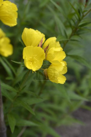 Photo for Narrowleaf evening primrose yellow flowers - Latin name - Oenothera fruticosa - Royalty Free Image