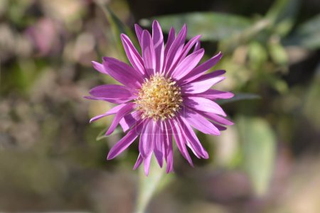 Téléchargez les photos : Aster Bahamas flowers - Nom latin - Symphyotrichum dumosum Bahamas - en image libre de droit