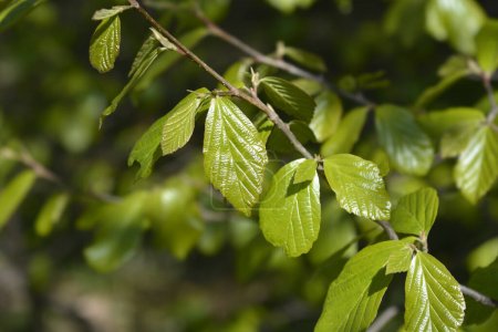 Photo for Persian ironwood branch with green leaves - Latin name - Parrotia persica - Royalty Free Image