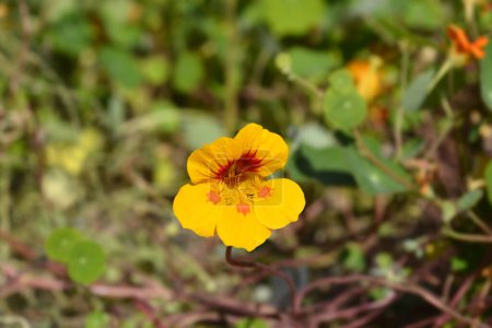 Garden nasturtium yellow and orange flower - Latin name - Tropaeolum majus