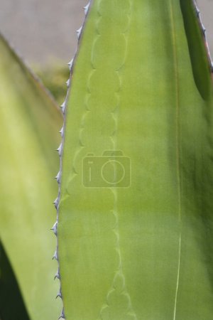 Photo for Century plant leaf detail - Latin name - Agave salmiana - Royalty Free Image
