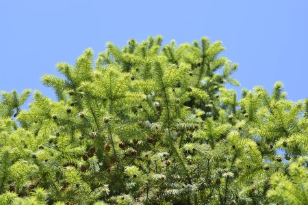 Téléchargez les photos : Branches de sapin chinois avec des cônes contre le ciel bleu - Nom latin - Cunninghamia lanceolata - en image libre de droit