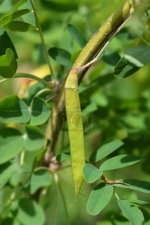 Téléchargez les photos : Branche de petits arbustes pleureurs avec gousse de graines - Nom latin - Caragana arborescens Pendula - en image libre de droit