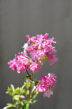 Photo for Double pink soapwort flowers - Latin name - Saponaria officinalis Flore Pleno - Royalty Free Image