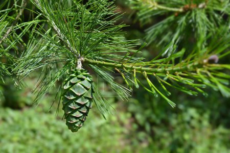 Photo for Chinese white pine branch with green cone - Latin name - Pinus armandii - Royalty Free Image
