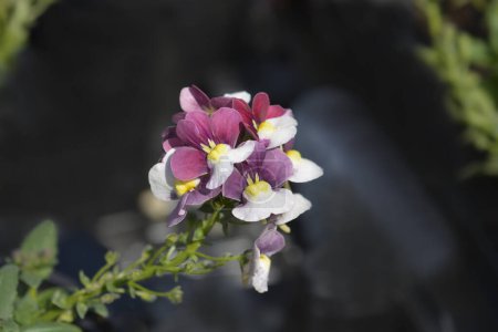 Photo for Nemesia reddish purple, white and yellow flowers - Latin name - Nemesia Raspberries and Cream - Royalty Free Image