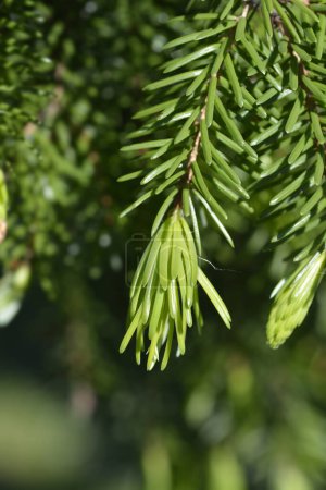Foto de Abeto serbio nuevas hojas - Nombre latino - Picea omorika - Imagen libre de derechos