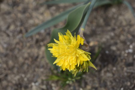 Foto de Doble narciso Rip van Winkle flor - Nombre latino - Narcissus Rip van Winkle - Imagen libre de derechos