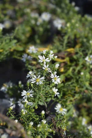 Foto de Flores de montaña de brezo blanco - Nombre latino - Symphyotrichum ericoides Snow Flurry - Imagen libre de derechos