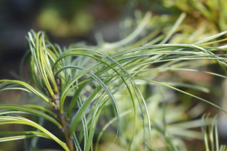 Téléchargez les photos : Branche de pin blanc - Nom latin - Pinus strobus Contorta - en image libre de droit