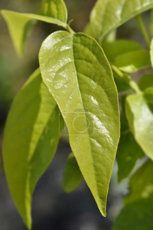 Wintersweet branch with green leaves - Latin name - Chimonanthus praecox