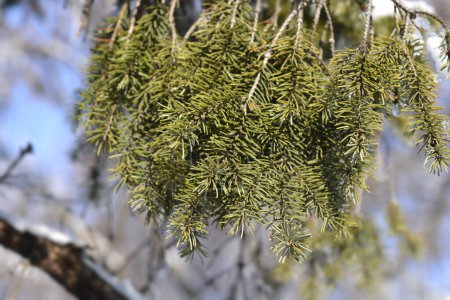 Foto de Ramas de abeto serbio en invierno - Nombre latino - Picea omorika - Imagen libre de derechos