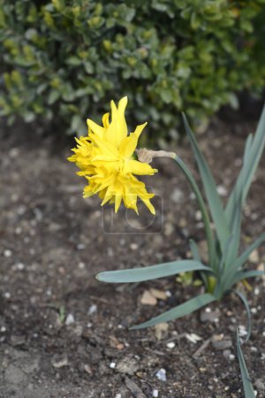 Foto de Doble narciso Rip van Winkle flor - Nombre latino - Narcissus Rip van Winkle - Imagen libre de derechos