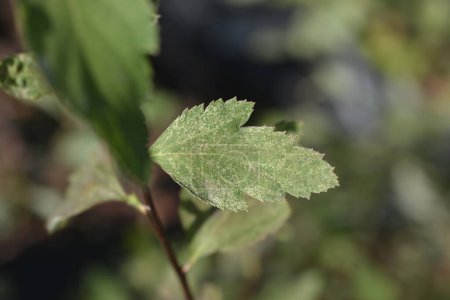 Photo for Van Houttes spiraea variegated leaf - Latin name - Spiraea x vanhouttei Pink Ice - Royalty Free Image