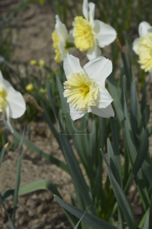 Foto de Flor de narciso blanca y amarilla de copa grande - Nombre latino - Narcissus Ice Follies - Imagen libre de derechos