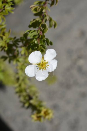 Téléchargez les photos : Arbuste Cinquefoil fleur blanche - Nom latin - Potentilla fruticosa Abbotswood - en image libre de droit