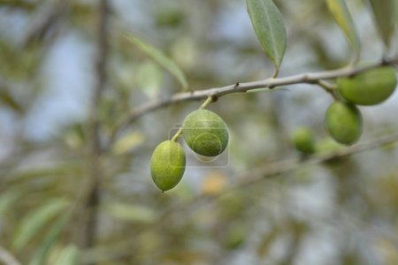 Photo for Common olive branch with fruit - Latin name - Olea europaea - Royalty Free Image
