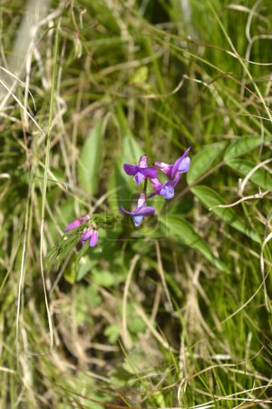 Flores de veza amarga de primavera - Nombre latino - Lathyrus vernus