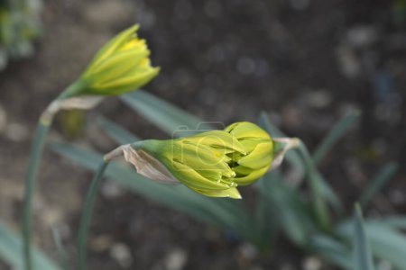 Foto de Brotes de flores de Double Daffodil Rip van Winkle - Nombre latino - Narcissus Rip van Winkle - Imagen libre de derechos