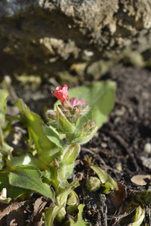 Red lungwort flower - Latin name - Pulmonaria rubra