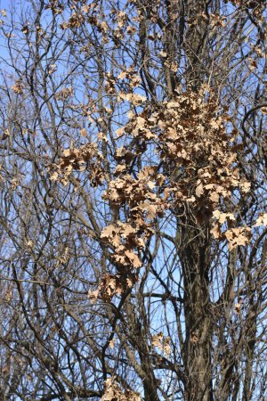 Photo for English oak branches with dry leaves - Latin name - Quercus robur Fastigiata - Royalty Free Image