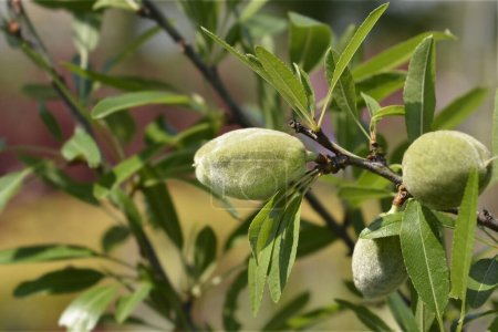 Mandelzweig mit Früchten - lateinischer Name - Prunus dulcis