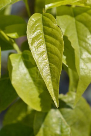 Rama invernal con hojas verdes - Nombre latino - Chimonanthus praecox