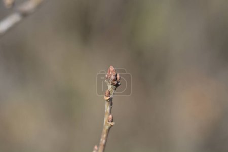 Photo for English oak branch with buds - Latin name - Quercus robur Fastigiata - Royalty Free Image