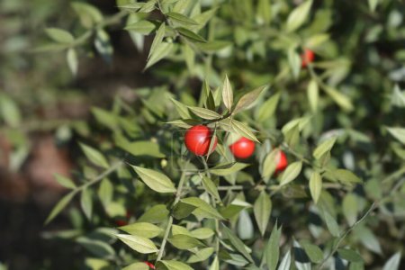 Photo for Spiny butchers broom branch with red berry - Latin name - Ruscus aculeatus - Royalty Free Image