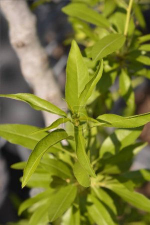Téléchargez les photos : Branche d'amandier aux feuilles vertes - Nom latin - Prunus dulcis - en image libre de droit