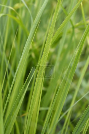 Photo for Switch Grass leaves - Latin name - Panicum virgatum - Royalty Free Image