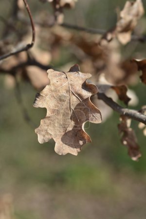 Foto de Rama de roble inglés con hoja seca - Nombre latino - Quercus robur Fastigiata - Imagen libre de derechos
