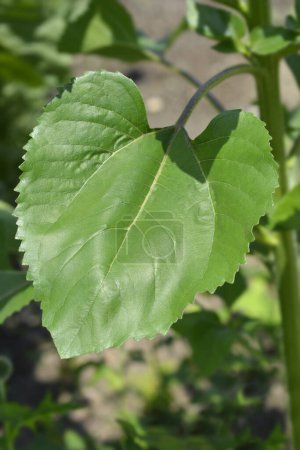 Common sunflower leaf - Latin name - Helianthus annus