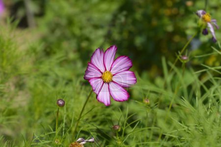 Téléchargez les photos : Fleur cosmos jardin rose et blanc - Nom latin - Cosmos Tetra Versailles Rose Edge - en image libre de droit