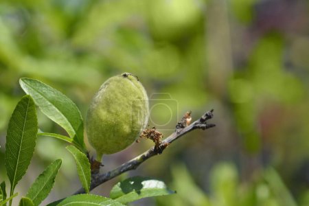 Téléchargez les photos : Branche d'amande aux fruits - Nom latin - Prunus dulcis - en image libre de droit