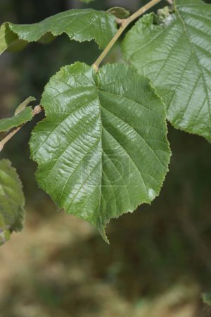 Rama de avellana común con hojas - Nombre latino - Corylus avellana