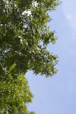 Téléchargez les photos : Branches de frêne commun avec des feuilles contre le ciel bleu - Nom latin - Fraxinus excelsior - en image libre de droit