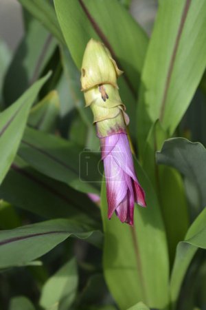 Foto de Siam tulipán brote de flor rosa - Nombre latino - Curcuma alismatifolia - Imagen libre de derechos